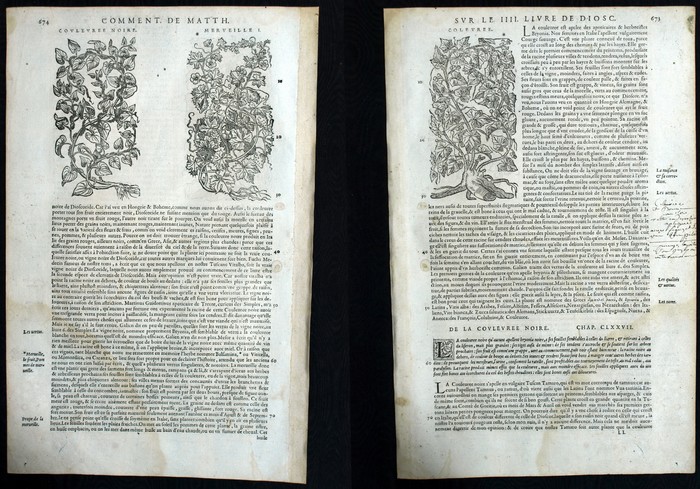Plante CoulevrÃ©e Merveille Botanique Matthioli Mattioli Matthiole Dioscoride