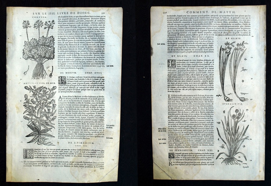 Sparganium Cortusa Botanical engraving Matthioli Mattioli Matthiole Dioscorides