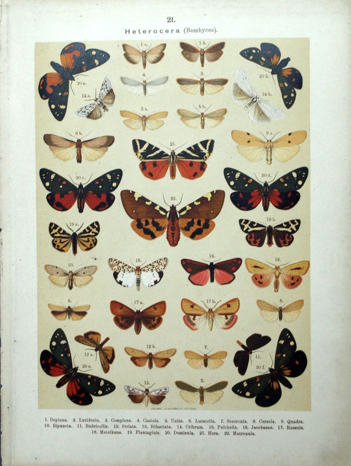 Heterocera Bombyces Butterflies Entomology Lithograph 19th Century