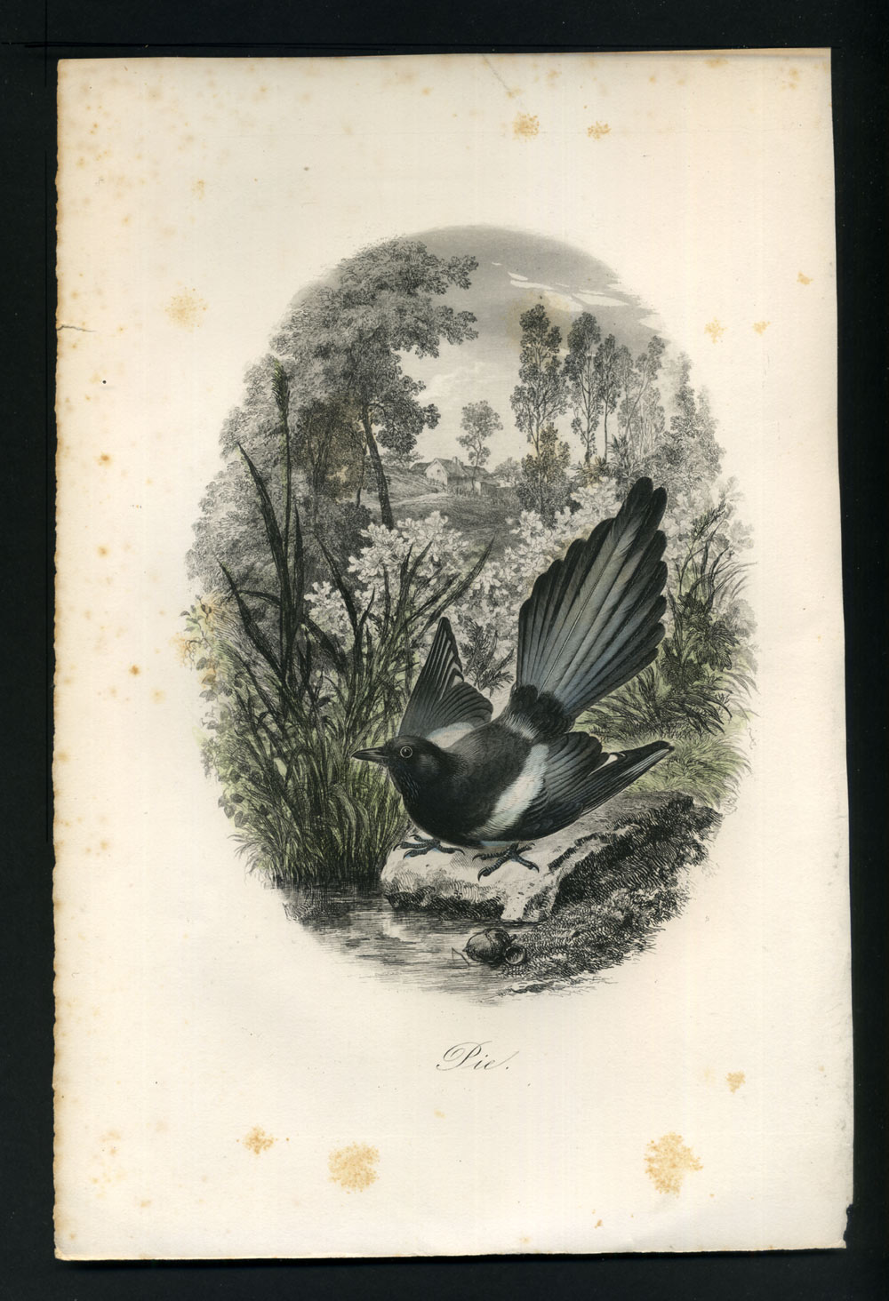 Détails Sur La Pie Voleuse Oiseau Gravure Estampe Originale Aquarellée Du 19eme